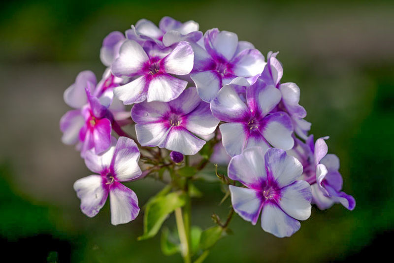 Phlox paniculata 'Neon Flare Blue' (Garden Phlox)