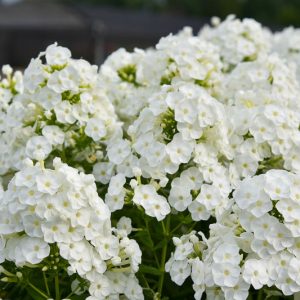 Phlox Paniculata 'Backlight', Phlox 'Backlight', Border Phlox 'Backlight', Fall Phlox 'Backlight, Garden Phlox 'Backlight, Perennial Phlox 'Backlight', Summer Phlox 'Backlight', White phlox, White flowers