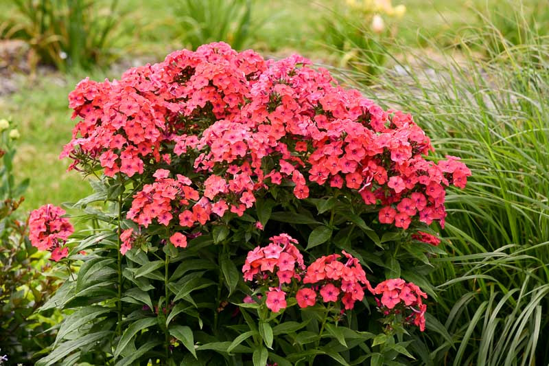 Phlox paniculata 'Sunset Coral' (Garden Phlox)