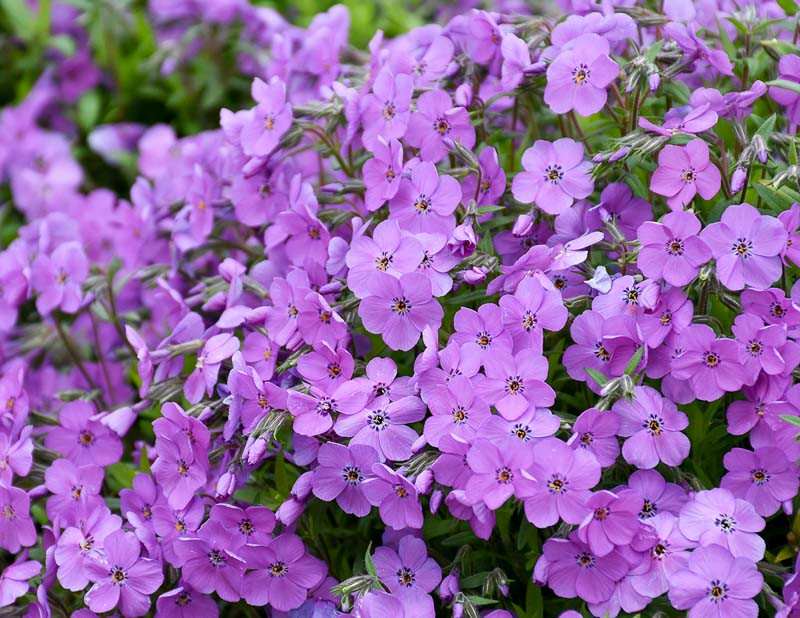 Phlox 'Purple Sprite' (Hybrid Spring Phlox)