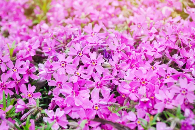 Phlox Subulata, Alpine Phlox, Creeping Phlox, Moss Phlox, Moss Pink, Rock Pink, Pink Phlox, Pink flowers, Pink Groundcover