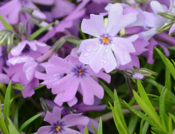 Phlox Subulata 'Purple Beauty', Phlox 'Purple Beauty', Alpine Phlox 'Purple Beauty', Moss Phlox 'Purple Beauty', Creeping phlox 'Purple Beauty', Purple Phlox, Purple flowers