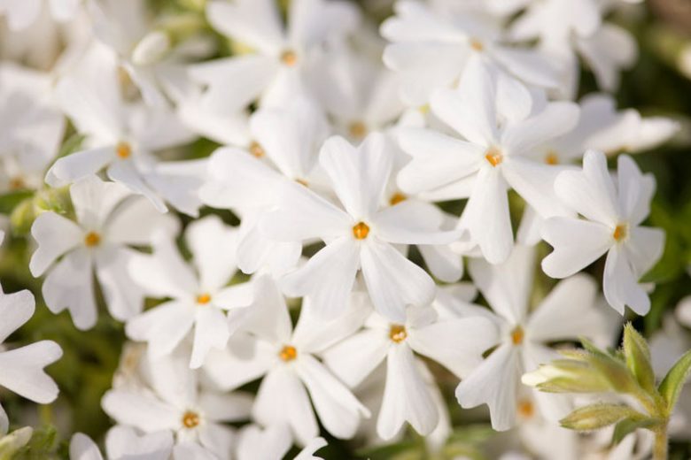 Phlox Subulata 'Snowflake', Phlox 'Snowflake', Alpine Phlox 'Snowflake', Moss Phlox 'Snowflake', Creeping phlox 'Snowflake', White Phlox, White flowers