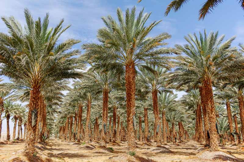 Phoenix Palm Tree: The National Tree of Saudi Arabia