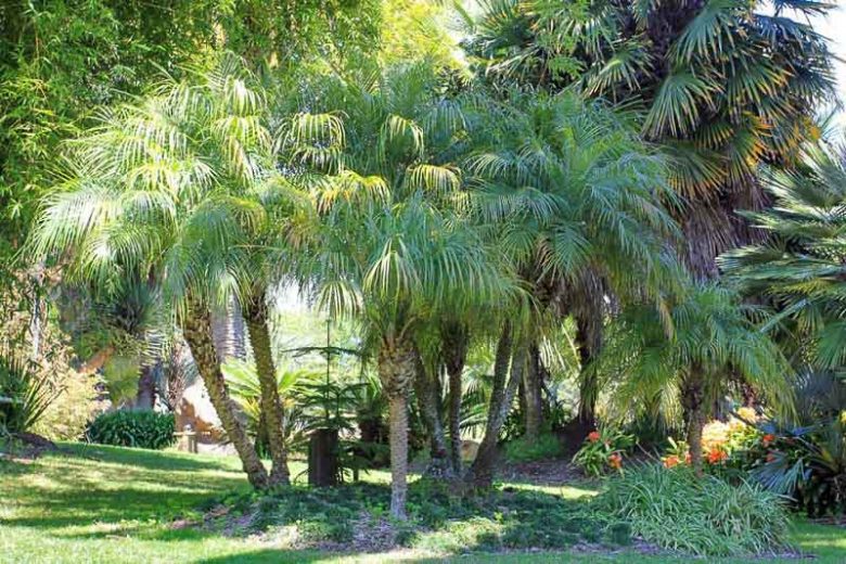 Phoenix roebelenii, Miniature Date Palm, Pygmy Date Palm, Roebelin Palm, Drought tolerant tree, Palm Tree