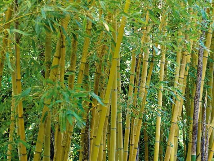 Phyllostachys aurea, Fish-Pole Bamboo, Golden Bamboo, Yellow Bamboo, Running Bamboo, Evergreen Bamboo, Shade plants, shade perennial, plants for shade, plants for wet soil