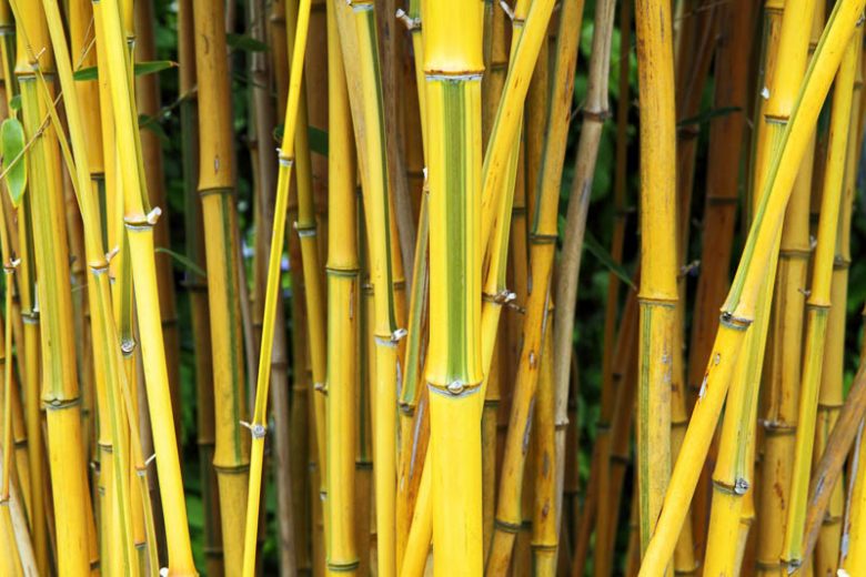 Phyllostachys aureosulcata f. spectabilis, Showy Yellow Grove Bamboo, Phyllostachys aureosulcata 'Spectabilis', Running Bamboo, Evergreen Bamboo, Shade plants, shade perennial, plants for shade, plants for wet soil