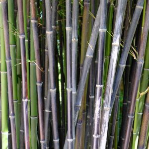Phyllostachys nigra, Black Bamboo, Whangee Cane, Kuro-Chiku, Bambusa nigra, Running Bamboo, Evergreen Bamboo, Shade plants, shade perennial, plants for shade, plants for wet soil