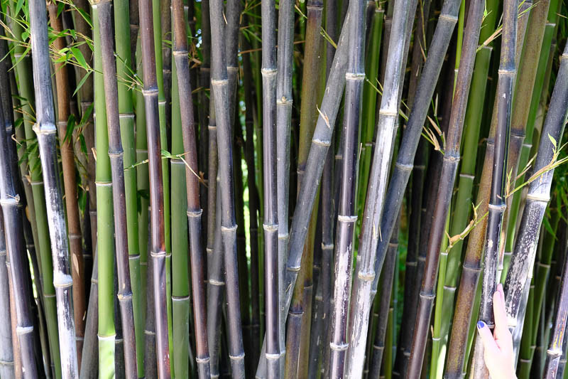 Phyllostachys Nigra Flower