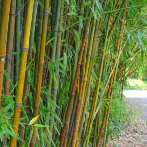 Phyllostachys viridiglaucescens, Green-Glaucous Bamboo, Running Bamboo, Evergreen Bamboo, Shade plants, shade perennial, plants for shade, plants for wet soil