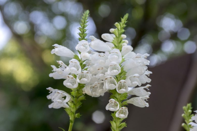 Physostegia virginiana 'Alba', Obedient Plant 'Alba', White Obedient Plant, White Physostegia, White Perennials