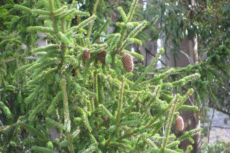 Picea abies, Norway Spruce, European Spruce, Evergreen Conifer, Evergreen Shrub, Evergreen Tree