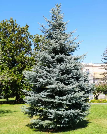 Picea pungens var. glauca, Colorado Blue Spruce, Picea pungens f. glauca, Picea pungens 'Glauca', Evergreen Conifer, Evergreen Shrub, Blue Conifer,