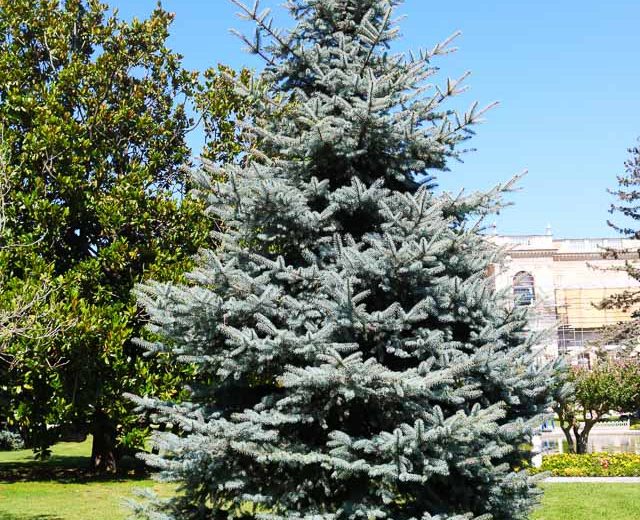 Picea pungens var. glauca, Colorado Blue Spruce, Picea pungens f. glauca, Picea pungens 'Glauca', Evergreen Conifer, Evergreen Shrub, Blue Conifer,