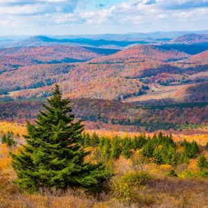 Picea rubens, Red Spruce, Yellow Spruce, West Virginia Spruce, Eastern Spruce, He-balsam, Arctic Spruce, Newfoundland Red Pine, Picea australis, Evergreen Conifer, Evergreen Shrub, Evergreen Tree