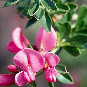 Pickeringia montana, Chaparral Pea, Montana Chaparral Pea, California Native Plant, California Native Shrub, Purple Flowers, Pink Flowers