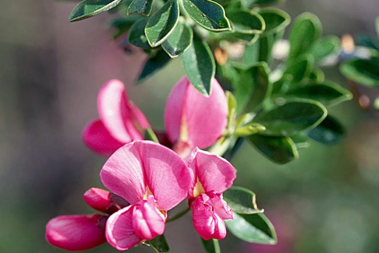 Pickeringia montana, Chaparral Pea, Montana Chaparral Pea, California Native Plant, California Native Shrub, Purple Flowers, Pink Flowers