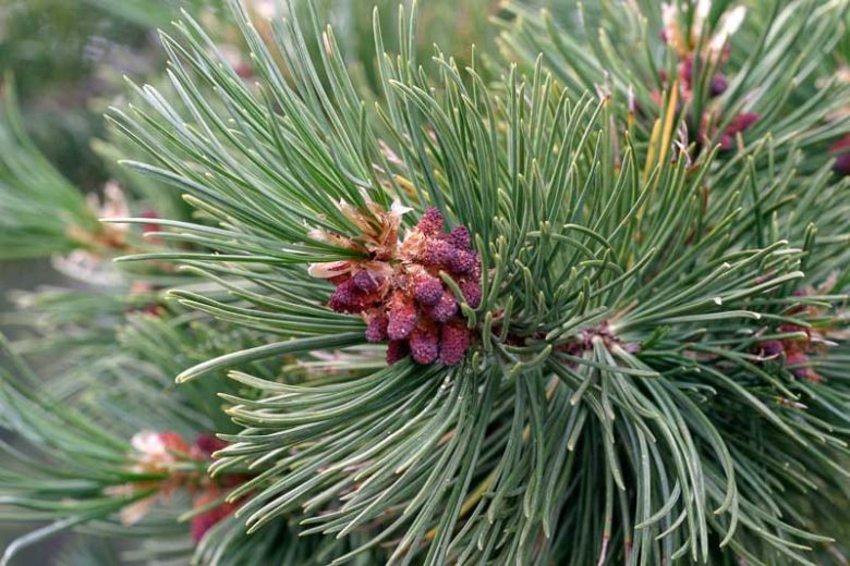 Pinus albicaulis, Whitebark, Evergreen Conifer, Evergreen Shrub, Evergreen Tree,