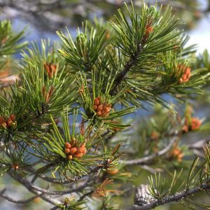 Pinus contorta, Lodgepole Pine,  Beach Pine, Shore Pine, Twisted-Branch Pine, Evergreen Conifer, Evergreen Shrub, Evergreen Tree,