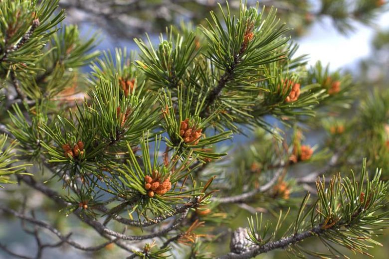 Pinus contorta, Lodgepole Pine,  Beach Pine, Shore Pine, Twisted-Branch Pine, Evergreen Conifer, Evergreen Shrub, Evergreen Tree,