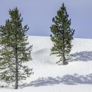 Pinus contorta var. latifolia, Rocky Mountain Lodgepole Pine, Evergreen Conifer, Evergreen Shrub, Evergreen Tree,