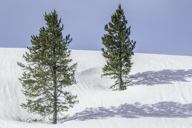 Pinus contorta var. latifolia, Rocky Mountain Lodgepole Pine, Evergreen Conifer, Evergreen Shrub, Evergreen Tree,