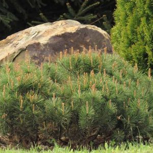 Pinus mugo 'Slowmound', Dwarf Mountain Pine 'Slowmound', Dwarf Pine 'Slowmound', Drooping Cone Pine 'Slowmound', Mountain Pine 'Slowmound', Swiss Mountain Pine 'Slowmound', Mugo Pine 'Slowmound', Evergreen Conifer, Evergreen Shrub