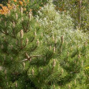 Pinus nigra 'Helga', Austrian Pine 'Helga', Black Pine 'Helga', Calabrian Pine 'Helga', Corsican Pine 'Helga', Larch Pine 'Helga', European Black Pine 'Helga', Evergreen Conifer, Evergreen Shrub, Conifer,