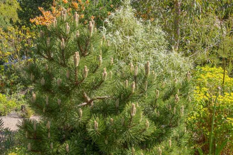 Pinus nigra 'Helga', Austrian Pine 'Helga', Black Pine 'Helga', Calabrian Pine 'Helga', Corsican Pine 'Helga', Larch Pine 'Helga', European Black Pine 'Helga', Evergreen Conifer, Evergreen Shrub, Conifer,