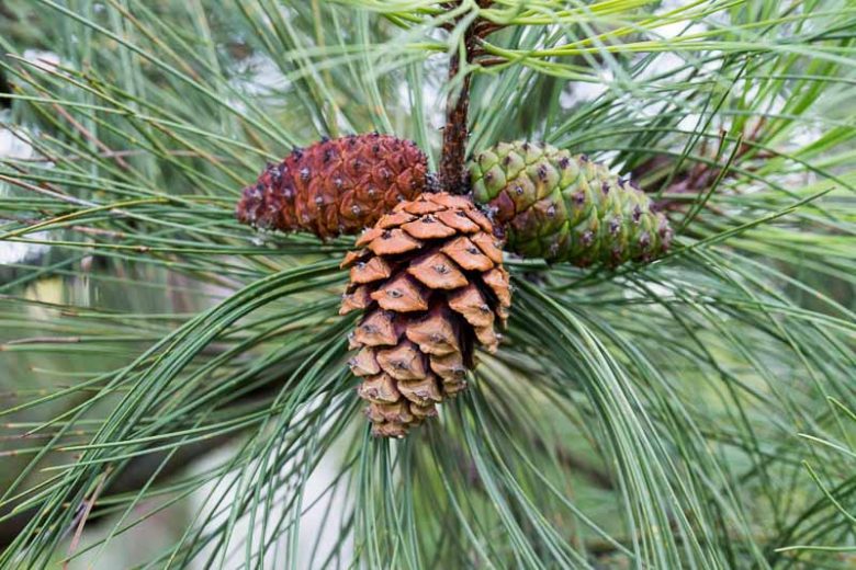 Pinus ponderosa, Ponderosa Pine, Trucker Pine, Western Yellow Pine, Evergreen Conifer, Evergreen Shrub, Evergreen Tree,