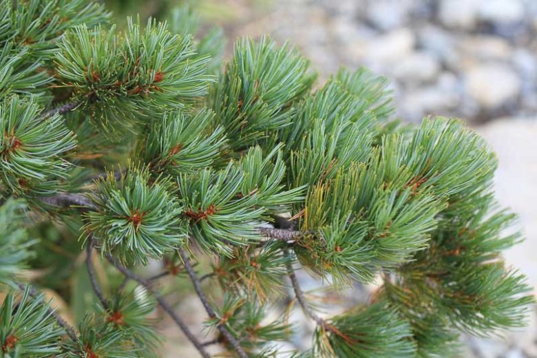 Pinus pumila, Dwarf Siberian Pine, Evergreen Conifer, Evergreen Shrub, Dwarf Conifer