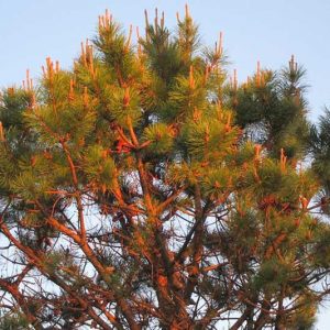 Pinus rigida, Pitch Pine, Torch Pine, Evergreen Tree, Evergreen Shrub, Conifer