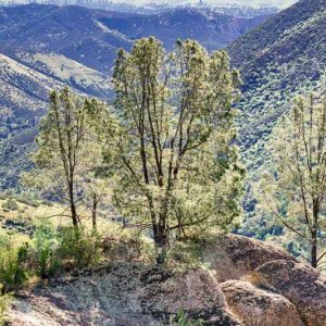 Pinus sabiniana, California Foothill Pine, Digger Pine, Ghost Pine, Gray Pine, Evergreen Conifer, Evergreen Shrub, Evergreen Tree,