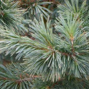 Pinus strobiformis, Southwestern White Pine, Mexican White Pine, Chihuahua White Pine, Evergreen Conifer, Evergreen Shrub, Evergreen Tree,