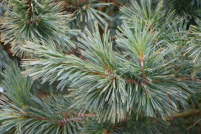 Pinus strobiformis, Southwestern White Pine, Mexican White Pine, Chihuahua White Pine, Evergreen Conifer, Evergreen Shrub, Evergreen Tree,
