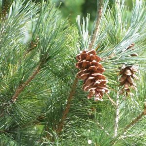Pinus strobus, Eastern White Pine, Weymouth Pine, North American Pumpkin Pine, North American White Pine, White Pine, Evergreen Tree, Evergreen Shrub, Conifer