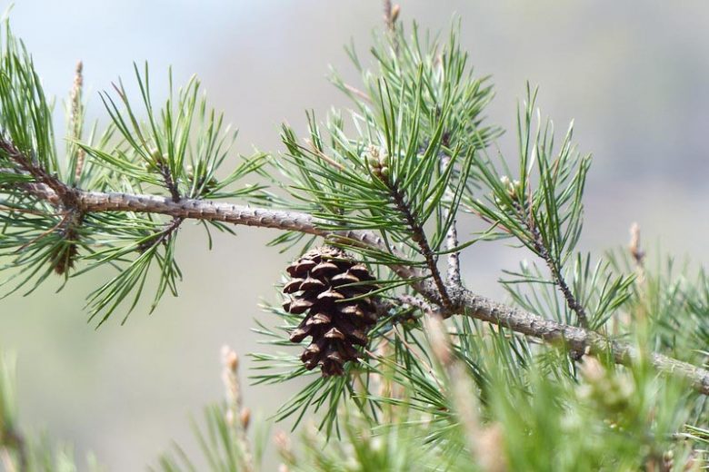 Pinus virginiana, Virginia Pine, Jersey Pine, Scrub Pine, Evergreen Tree, Evergreen Shrub, Conifer