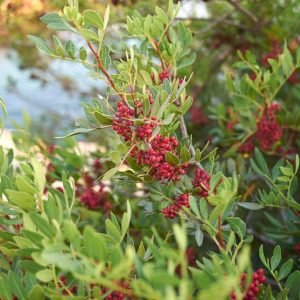Pistacia lentiscus, Chios Mastic, Lentisco, Lentisk, Mastic, Mastic Tree, Mastic Resin Plant