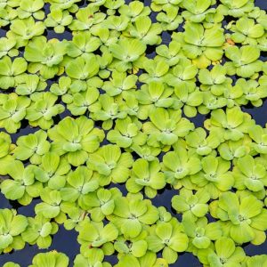 Pistia stratiotes, Water Lettuce, Tropical Duckweed, Aquatic Plants, Pond Plants, Floating Ponds