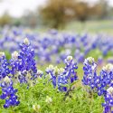 Native Flowers, Native Annual flowers, Native  Annuals, Native  Annual Plants, Annuals Flowers, Annuals vs Perennials
