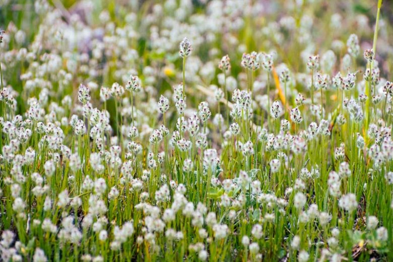 Plantago erecta, Dotseed Plantain, California Plantain, Foothill Plantain, white flowers, California Wildflowers, California Native Plants