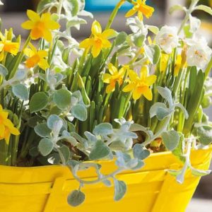 Planting bulbs, planting daffodils, daffodils in pots, daffodils in container, how to plant bulbs in pot