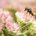 Yellow Jacket,  Yellow Jackets, Wasp, Wasps, Yellow Jacket Sting, Yellow Jacket Nest, Yellow Jacket Wasp, Yellow Jacket Bee
