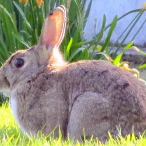 Rabbits,  get rid of Rabbits, Keep Rabbits Away, Deter Rabbits, Repel Rabbits