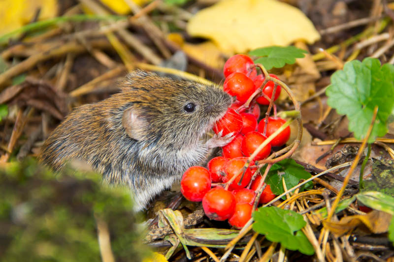 18 Plants That Voles Will Avoid
