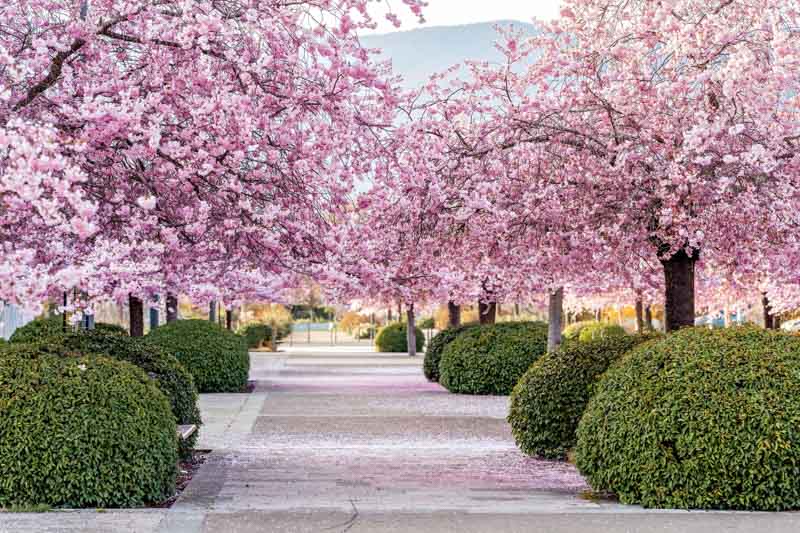 54 Pink Flowers and Landscaping Ideas