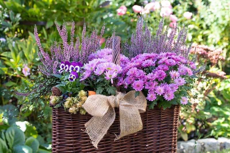 39 Purple Flowers And Landscaping Ideas
