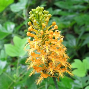 Platanthera ciliaris, Orange Fringed Orchid, Yellow Fringed Orchid, Orange Plume, Bobwhite's-mocassin, Owl's-head, Blephariglotis ciliaris, Habenaria ciliaris