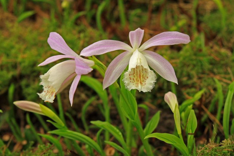 Pleione formosana, Hardy Orchids, Taiwan Pleione, Windowsill Orchid, Purple flowers, White Flowers