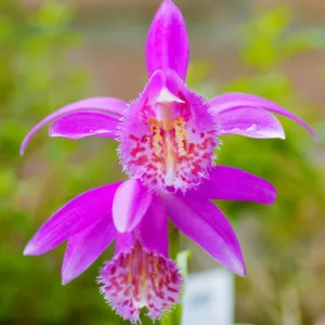 Pleione Tongariro, Hardy Orchids, Windowsill Orchid 'Tongariro', Taiwan Pleione, Windowsill Orchid, Purple flowers